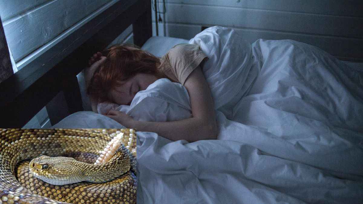 dream astrology
