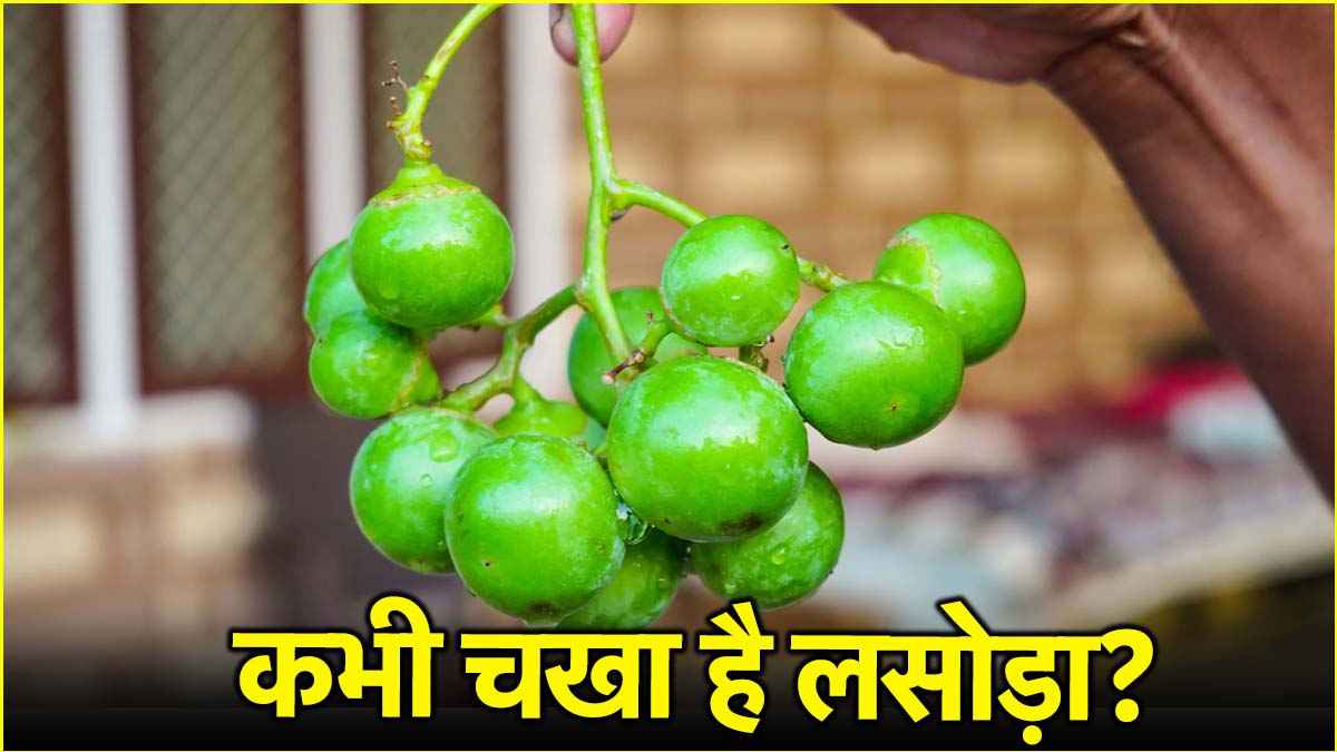 मई-जून में लसोड़ा खाने से दूर होंगी ये 3 समस्याएं! जानें किस समय खाना फायदेमंद?