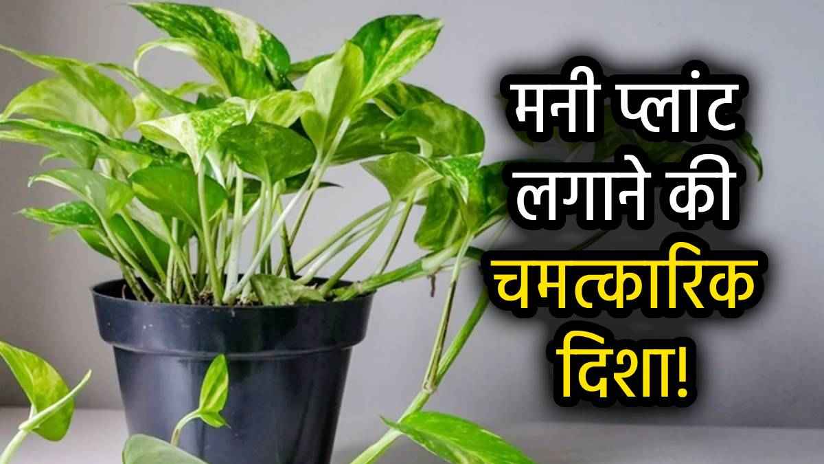 घर के इस कोने में छुपा है अमीरी का राज, यहां लगाएं मनी प्लांट; तेज बरकत के साथ बरसेगा धन