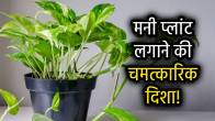 money-plant-vastu-tips