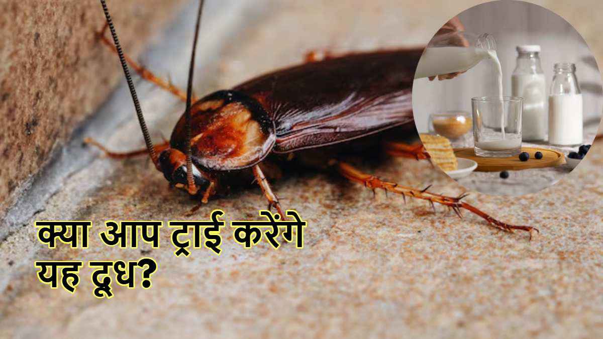 Cow vs Cockroach Milk: गाय के दूध से ज्यादा ताकतवर है ये मिल्क, वैज्ञानिकों ने किया खुलासा