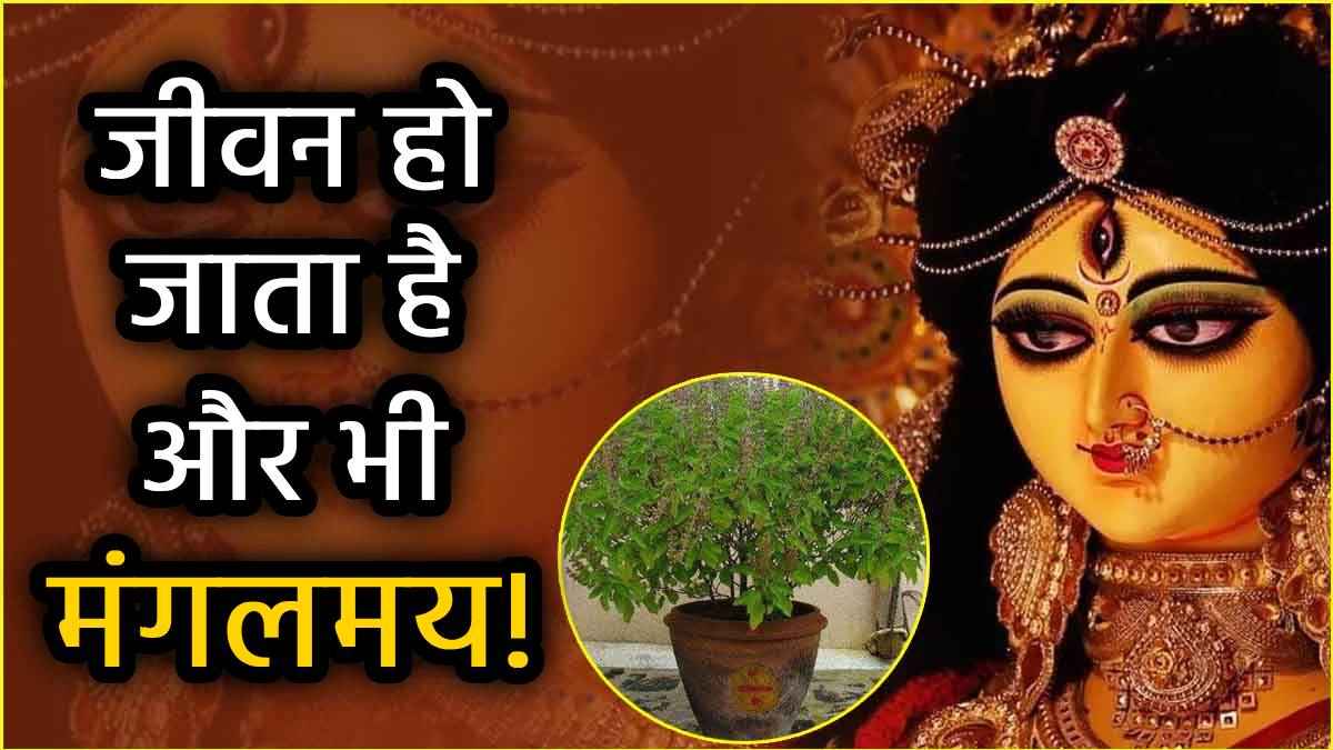 remedies-related-to-tulsi-in-navratri-2025
