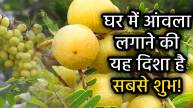 sacred-tree-of-hindu-amla-is-favorite-tree-of-lord-vishnu