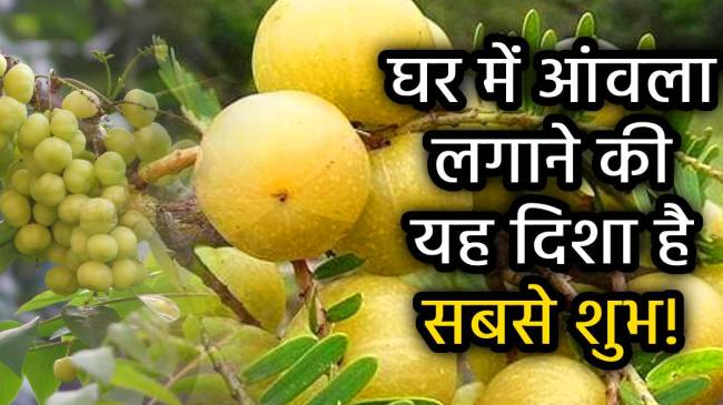 sacred-tree-of-hindu-amla-is-favorite-tree-of-lord-vishnu