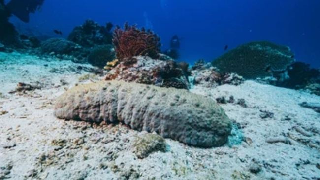sea cucumber