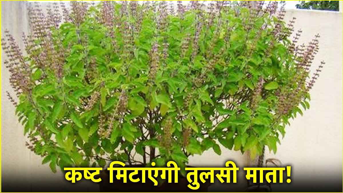 25 मार्च को कर लें तुलसी के ये उपाय, हर समस्या होगी दूर!