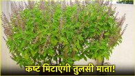 tulsi puja