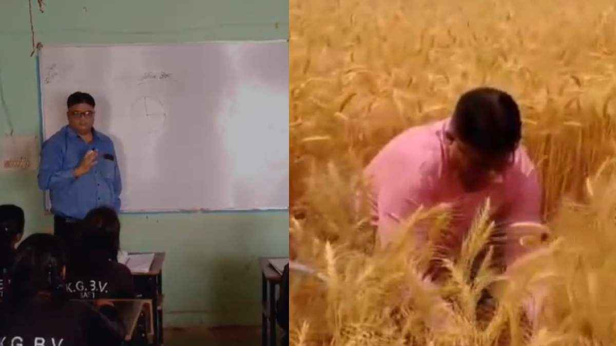 एक IAS ऐसा भी! कभी काटने लगा गेंहू तो कभी बना शिक्षक, जिलाधिकारी का वीडियो वायरल
