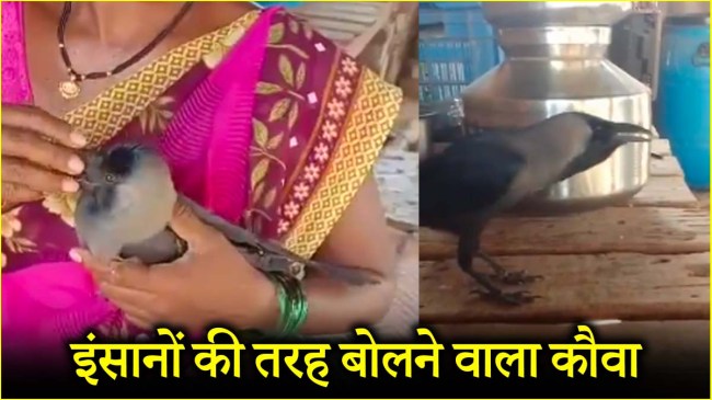 Talking Crow Viral Video