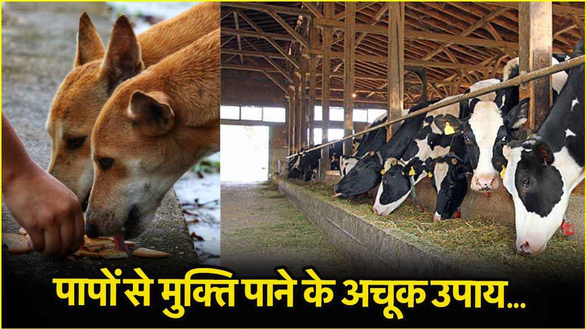 रोजाना खिलाएं इन जानवरों को खाना, हर तरह की समस्या से मिलेगा छुटकारा!