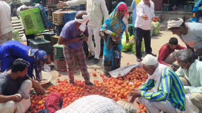 Farmers distributed Tomatoes free in Bulandshahr
