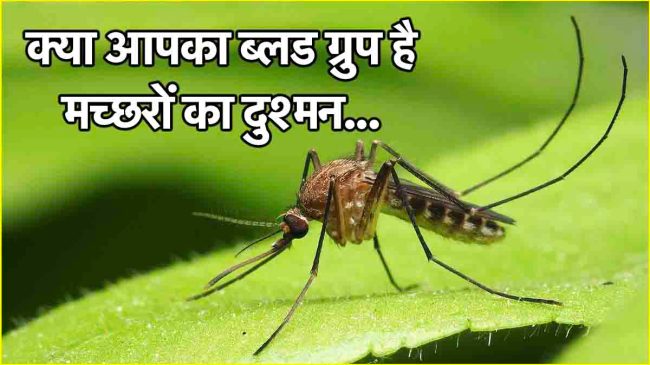 mosquito bites blood group