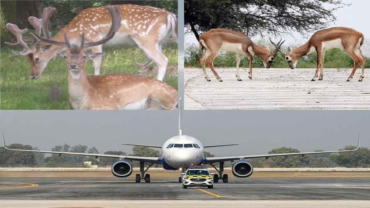नोएडा एयरपोर्ट से होगा हिरणों का रेस्क्यू, DFO करेंगे डियर पार्क का इंटरनल स्ट्रक्चर तैयार