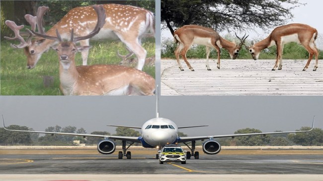 Noida Airport Deer rescued