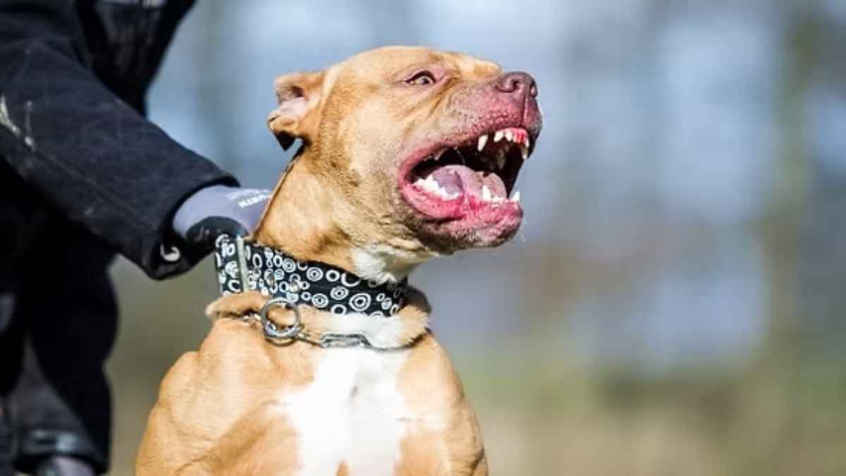 गाजियाबाद में पिटबुल का कहर, मासूम पर किया जानलेवा हमला
