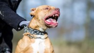 Pitbull Attack