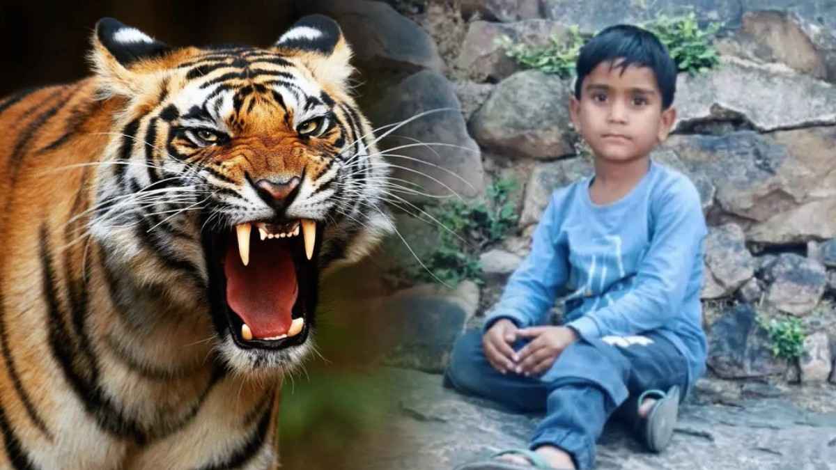 रणथंभौर में बाघ का हमला, 6 साल का बच्चा उठा ले गया