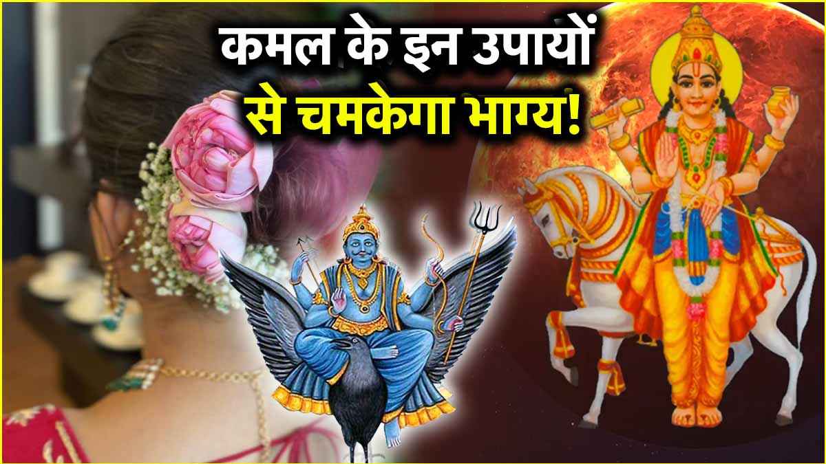 कमल के फूल से चमकेंगे किस्मत के सितारे! शुक्र और शनि की मेहरबानी से होगी धन वर्षा!