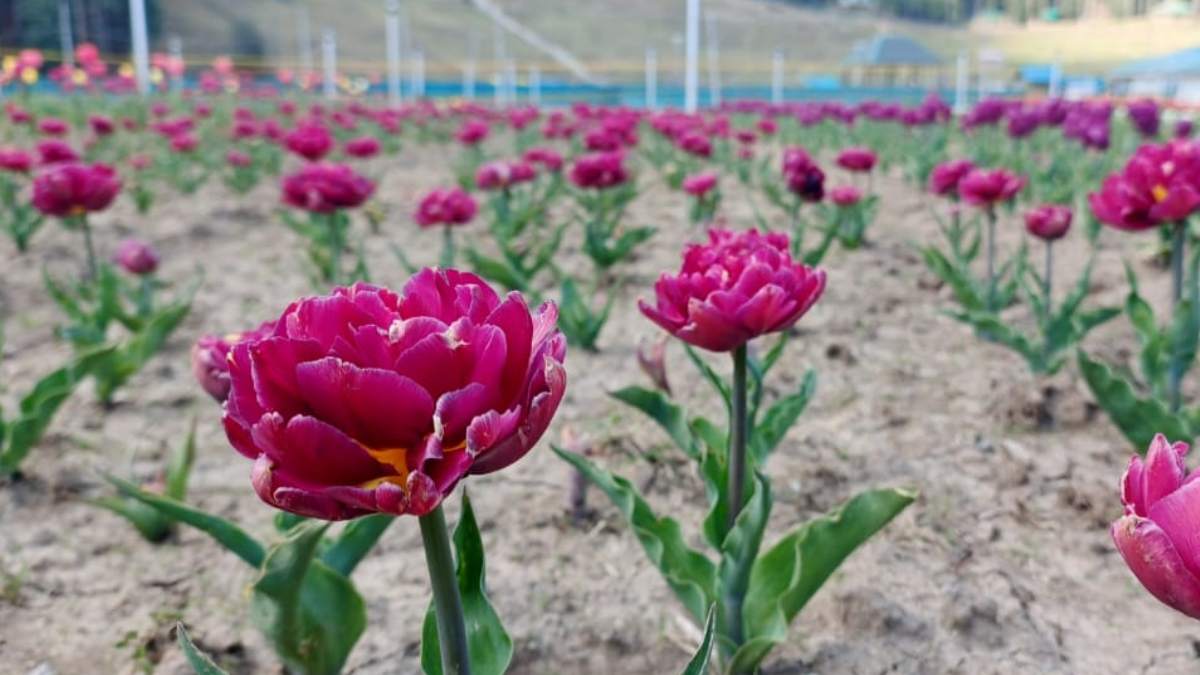 Tulip Garden (8) -1-2-3