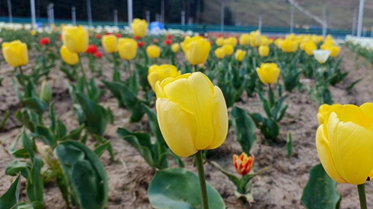 Tulip Garden (8) -1-2-3-4