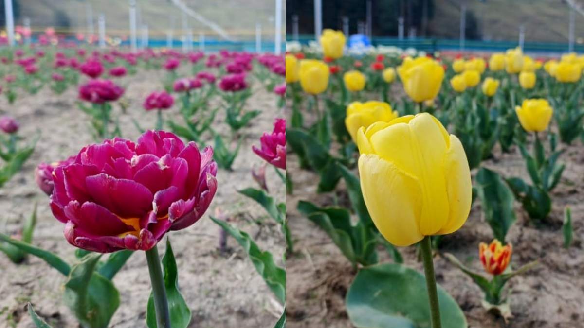 Tulip Garden (8) -1-2-3-4-5