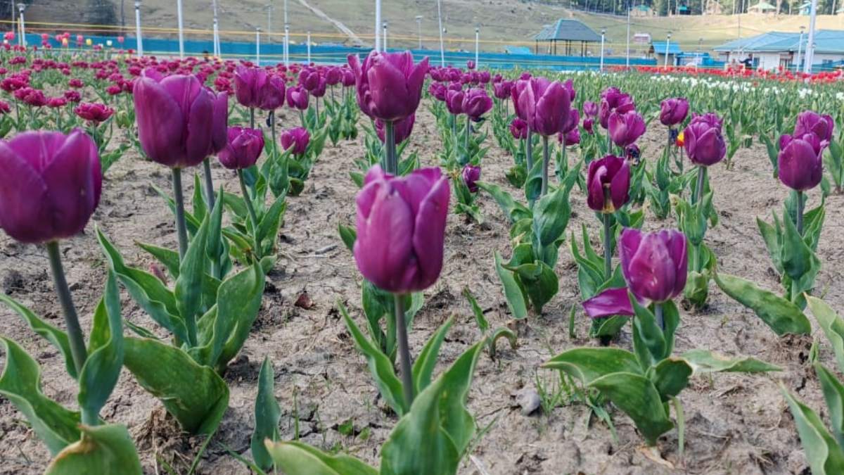 Tulip Garden (8) -1-2-3-4-5-6