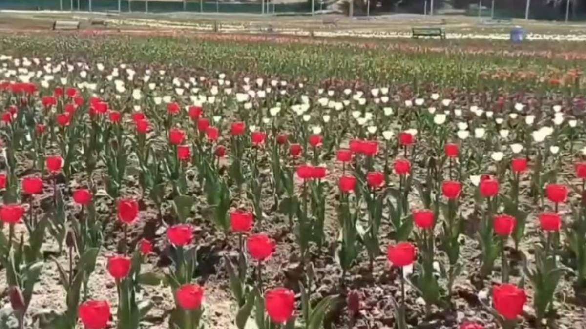 Tulip Garden (8) -1-2-3-4-5-6-7