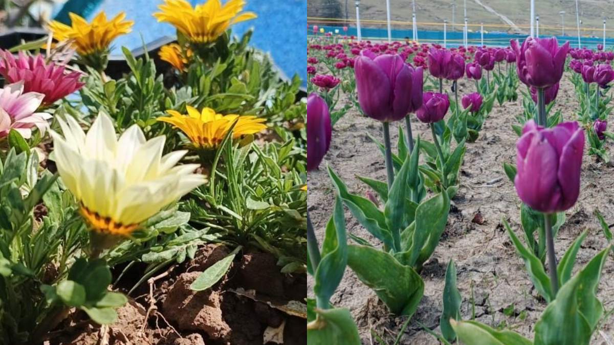 Tulip Garden (8) -1-2-3-4-5-6-7-8-9