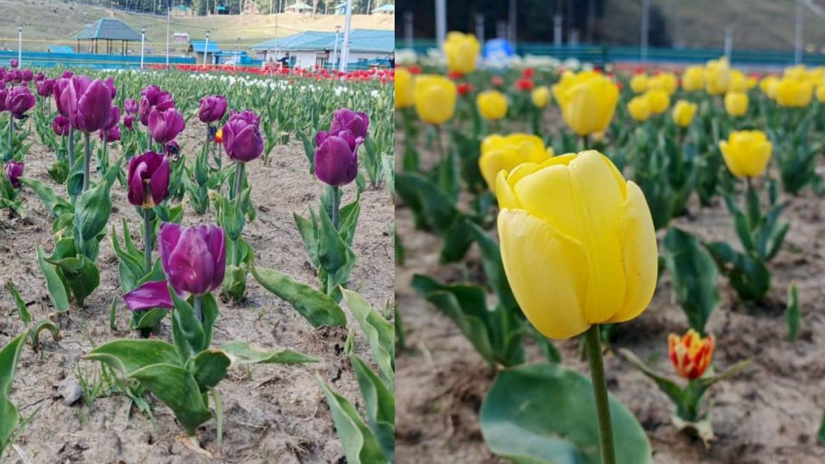 Tulip Garden (8) -1