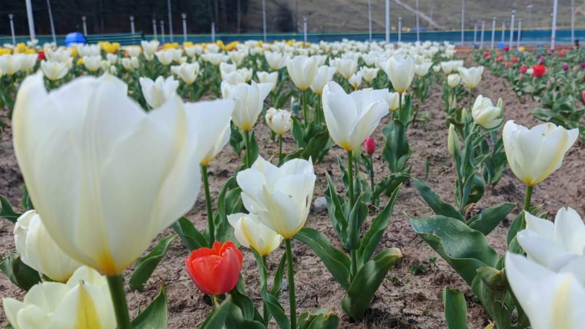 Tulip Garden (8) -1-2