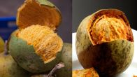 Bael Fruit Benefits