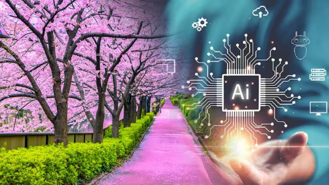 cherry blossom Japan cherry blossom Japan