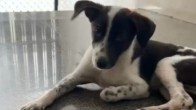 dog thrown from building