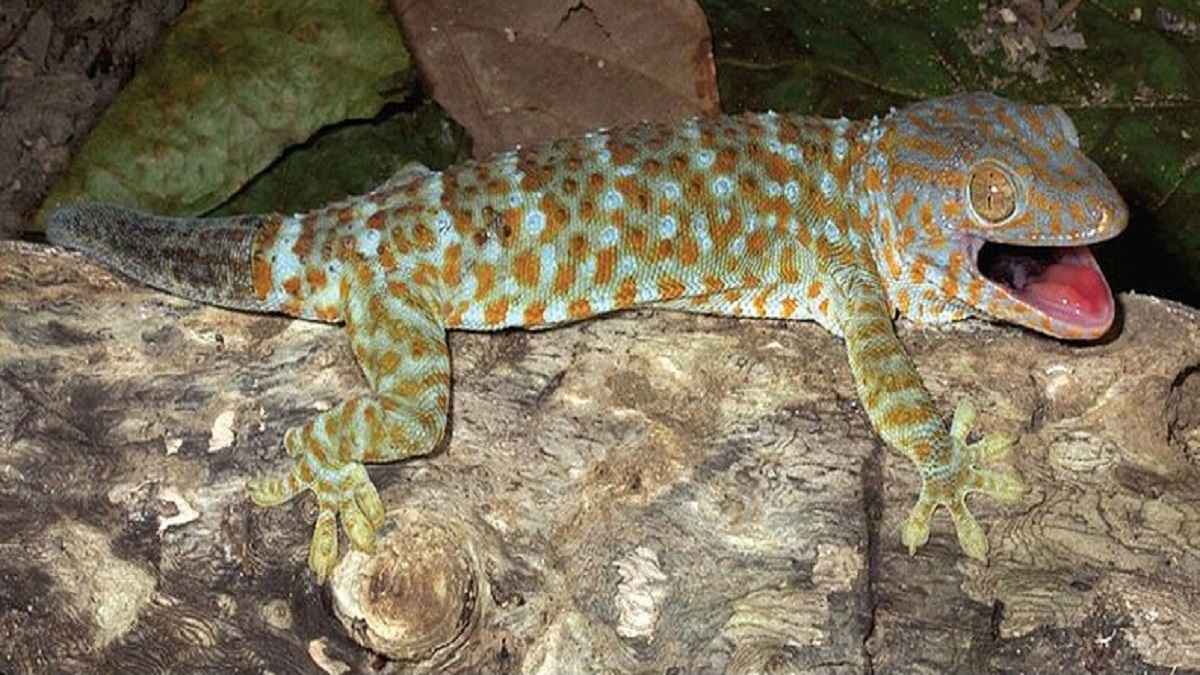tokya gecko lizard