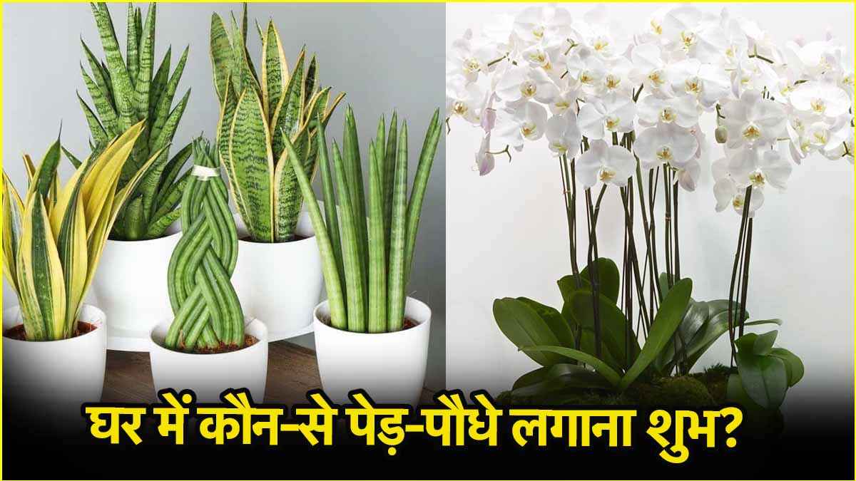Lucky Plants For Home: धन-संपदा, सुख-शांति से लेकर अच्छी सेहत का मिलेगा वरदान! घर में लगाएं ये पेड़-पौधे