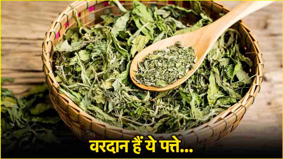stevia leaves