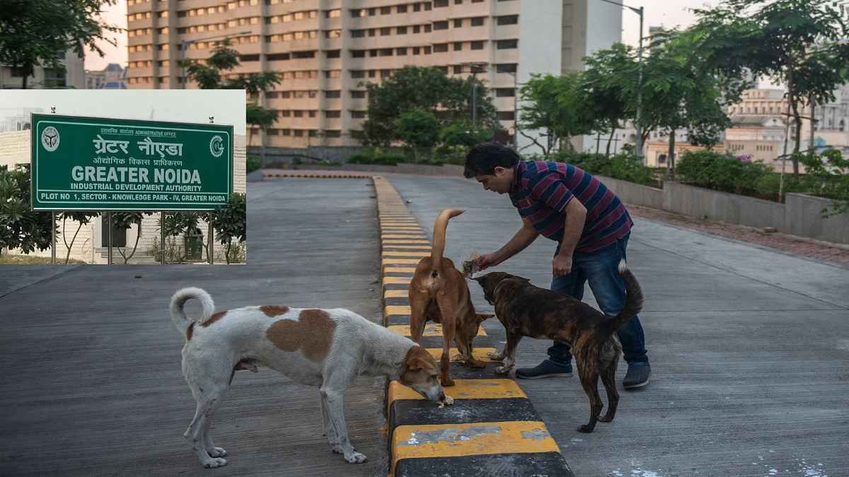 ग्रेटर नोएडा में आवारा कुत्तों को खाना खिलाने पर अब नहीं होगा विवाद, अथॉरिटी ने बनाया ये प्लान