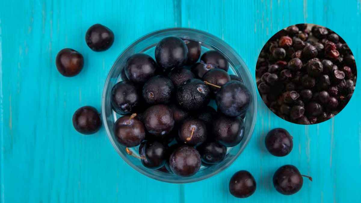 Phalsa vs Jamun: फिटनेस और फ्लेवर के लिए क्या है बेहतर? जानिए फालसा और जामुन की खूबियां