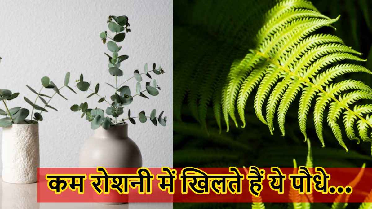 नमी और कम रोशनी में खिलते हैं ये पौधे, बाथरूम के लिए बेस्ट चॉइस