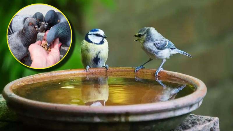 Bird feeding Benefits