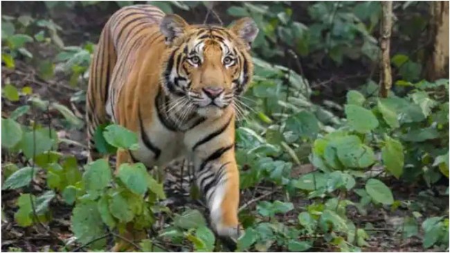 Maharashtra Chandrapur Forest