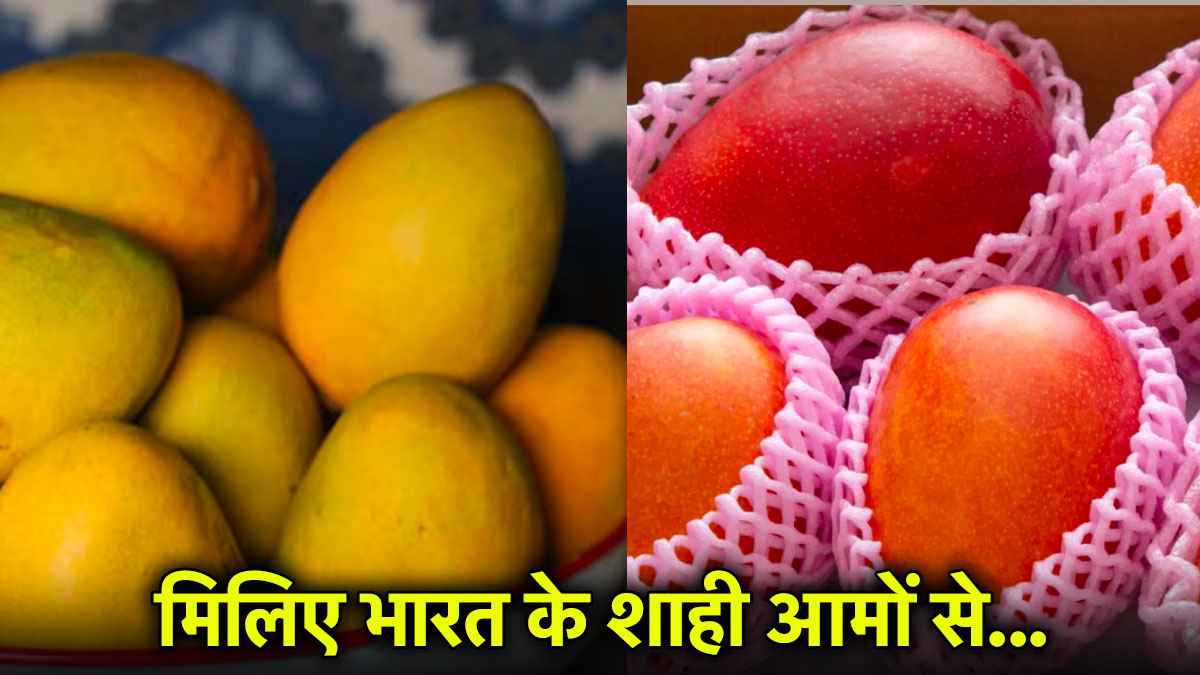 ये हैं भारत में बिकने वाले सबसे महंगे आम, शाही स्वाद और मिठास...