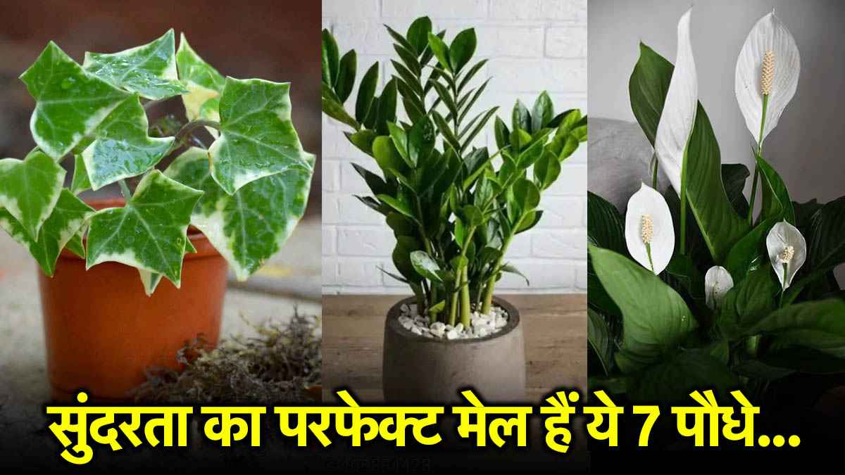 सादगी और सुंदरता का परफेक्ट मेल हैं ये 7 पौधे, बना देंगे आपकी किचन को खास