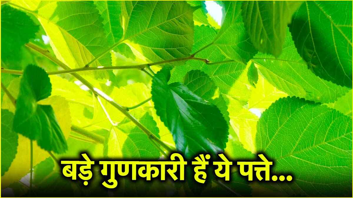 गर्मियों में रोज सुबह खाली पेट खा लें इस फल का पत्ता, मिलेंगे 1 नहीं अनेक फायदे