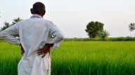 Maharashtra crop insurance scam