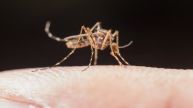 Dengue symptoms