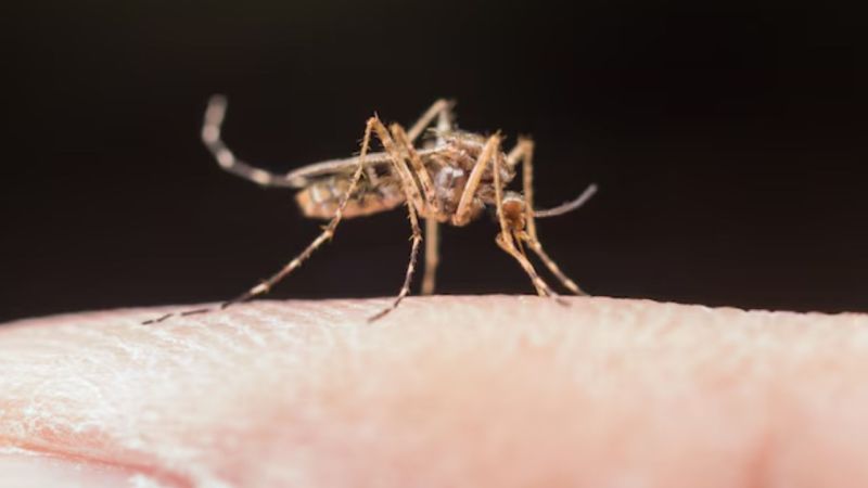 Dengue symptoms