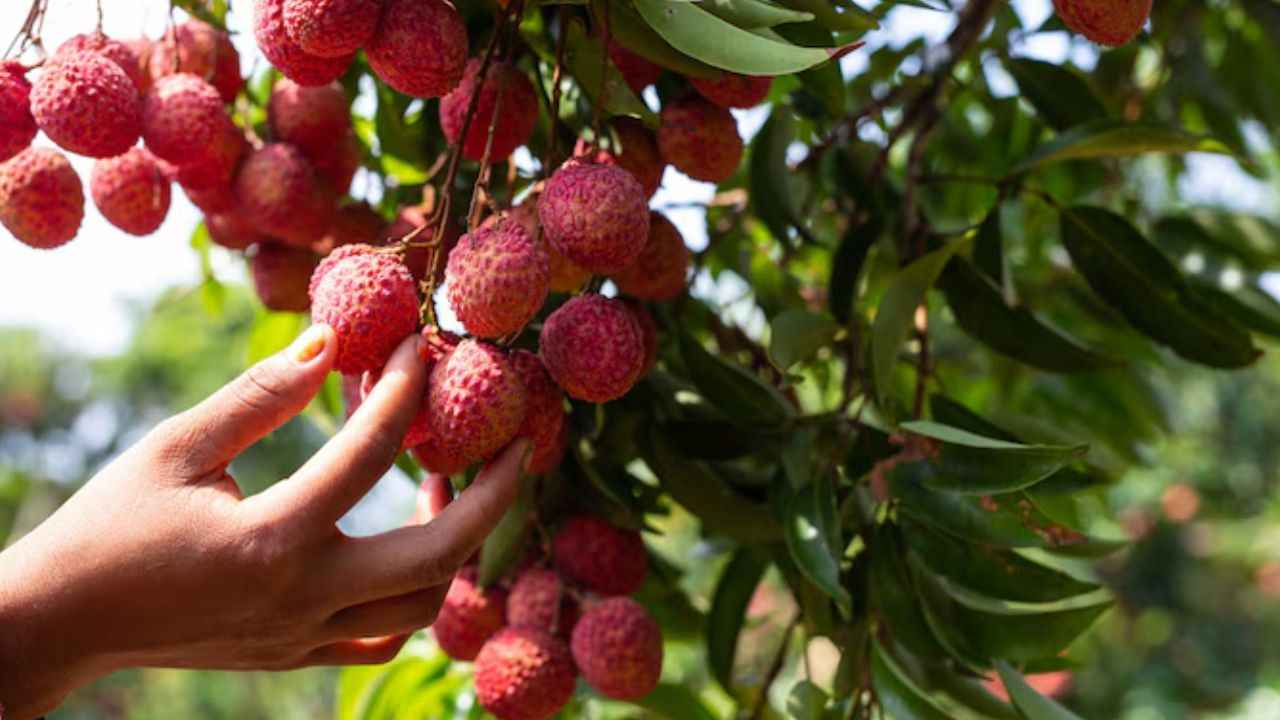 घर पर कैसे करें असली और नकली लीची की पहचान? ट्राई करें ये तरीके