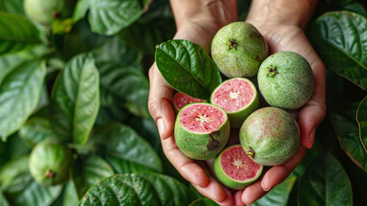 ब्रश करने से पहले चबाएं ये खास पत्ता, दांतों से लेकर पेट तक को मिलेगा फायदा