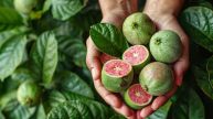 Guava Leaves Benefits